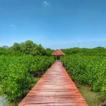 Wisata Mangrove Pernah Jaya Di Masanya, Jembatan Merah Rembang Kini Merana