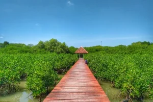 Wisata Mangrove Pernah Jaya Di Masanya, Jembatan Merah Rembang Kini Merana