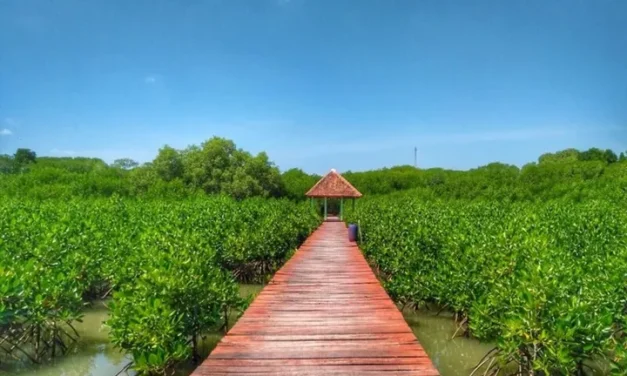 Wisata Mangrove Pernah Jaya Di Masanya, Jembatan Merah Rembang Kini Merana