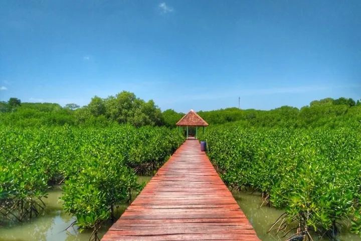 Wisata Mangrove Pernah Jaya Di Masanya, Jembatan Merah Rembang Kini Merana