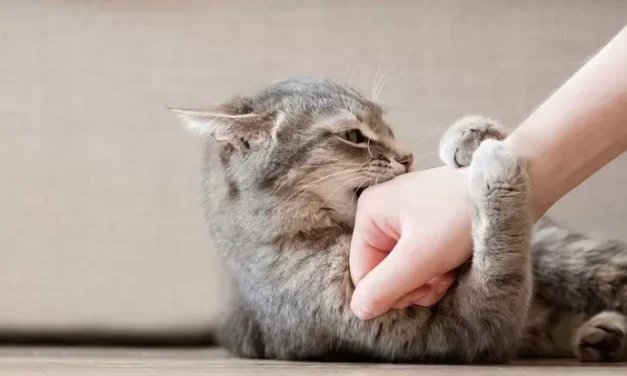 Kucing Memijat: Perilaku Lucu Yang Menjadi Tanda Kasih Sayang