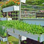 Urban Farming: Solusi Berkebun Di Tengah Keterbatasan Lahan