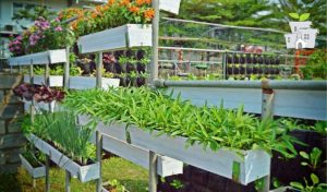 Urban Farming: Solusi Berkebun Di Tengah Keterbatasan Lahan