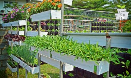 Urban Farming: Solusi Berkebun Di Tengah Keterbatasan Lahan